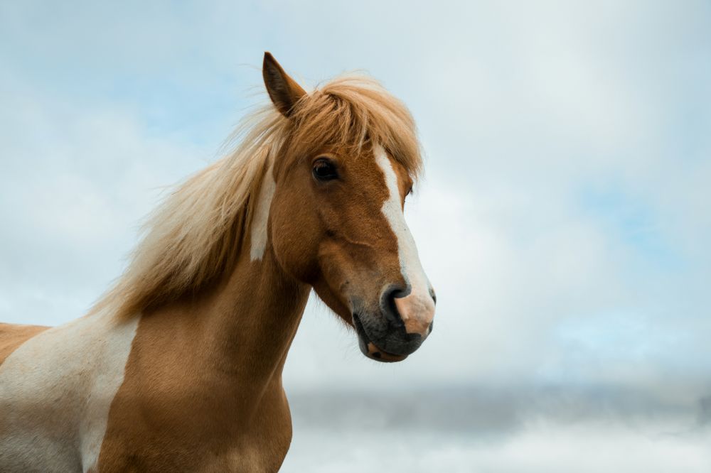 Hva koster en hest?